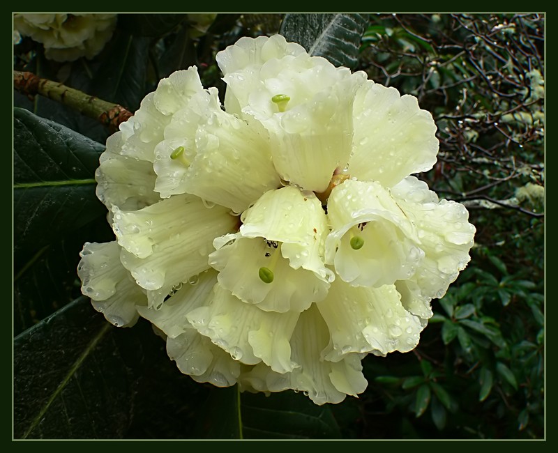 Rhododendron macabeanum