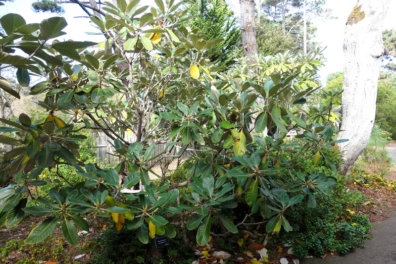 Rhododendron macabeanum photo 2