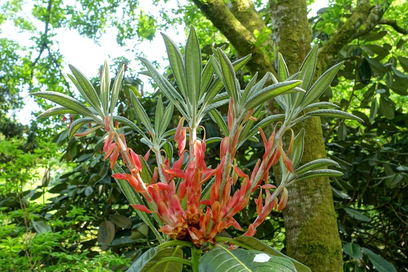 Rhododendron macabeanum photo 3
