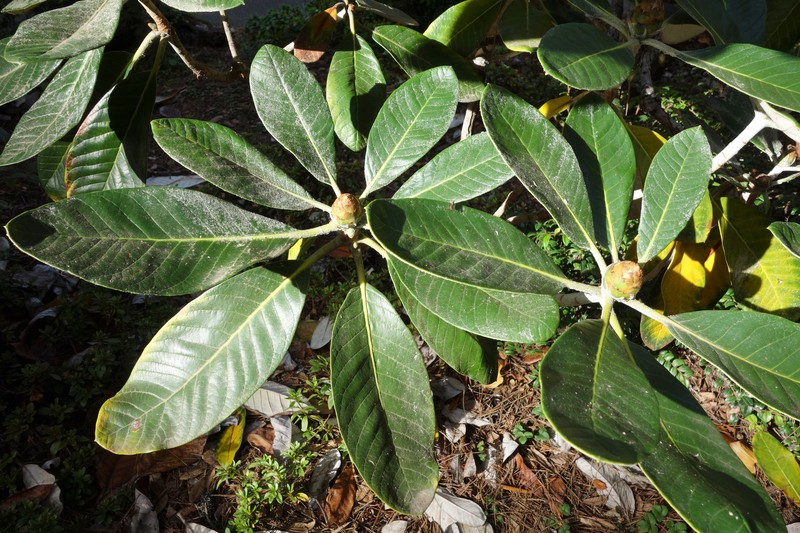 Rhododendron macabeanum photo 4