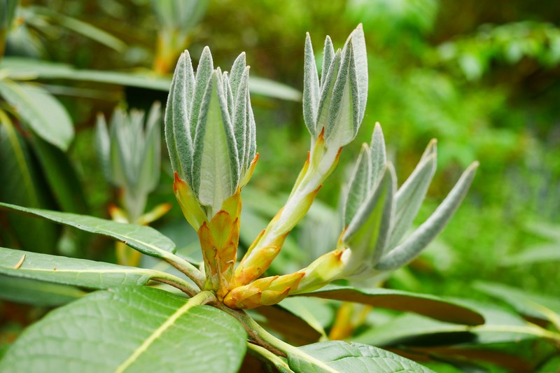 Rhododendron macabeanum photo 5
