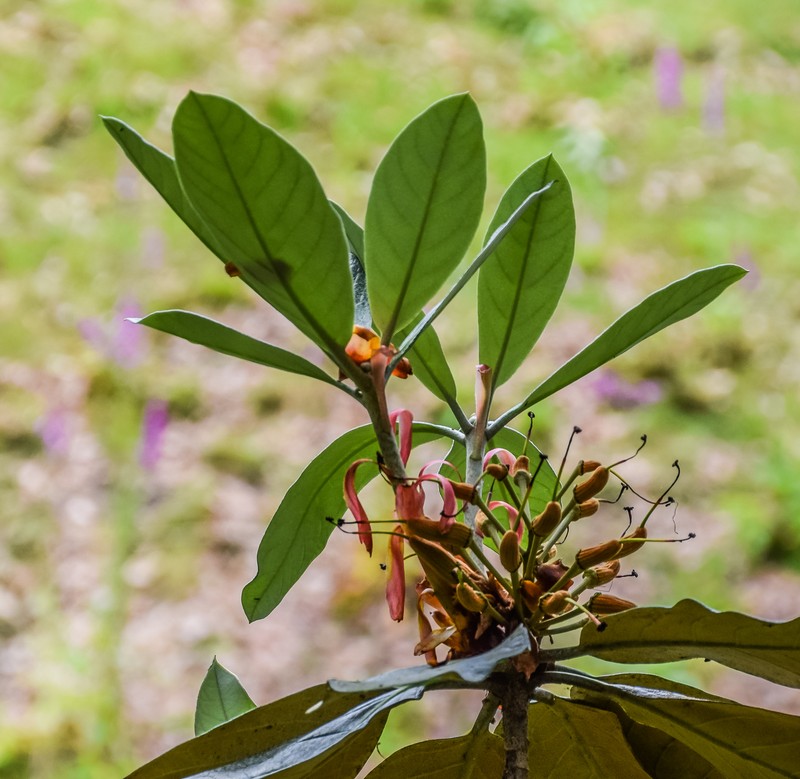 Rhododendron macabeanum photo 6