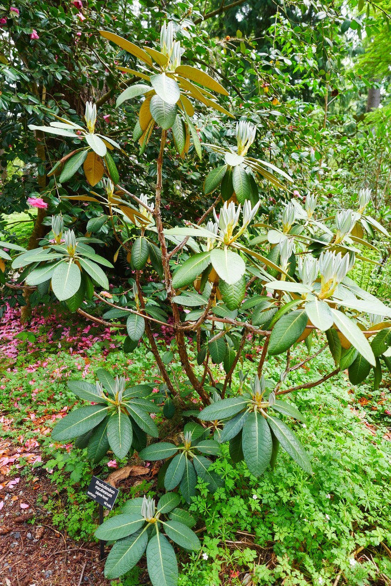 Rhododendron macabeanum photo 7