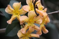 Rhododendron macgregoriae