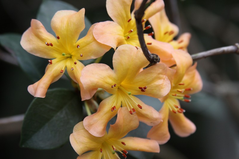 Rhododendron macgregoriae