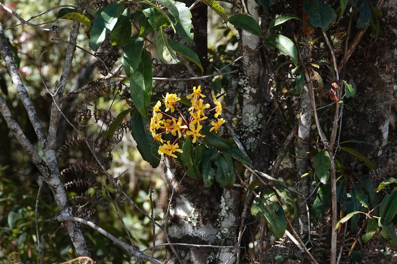 Rhododendron macgregoriae photo 2
