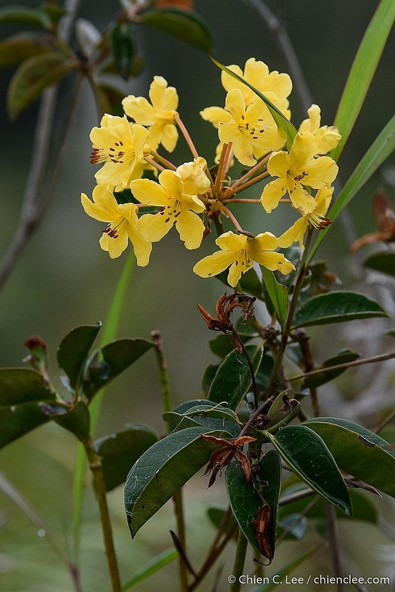 Rhododendron macgregoriae photo 3