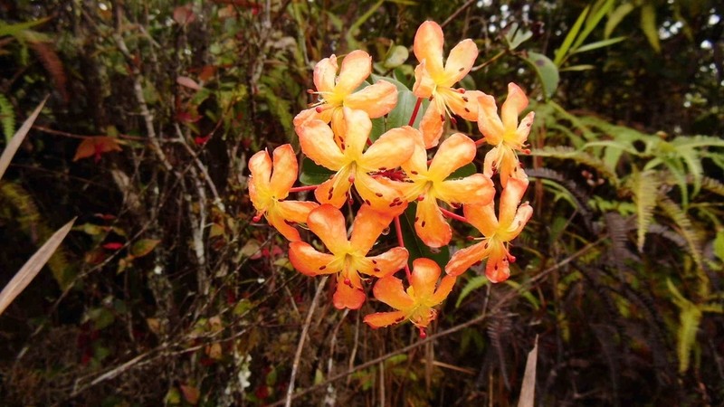 Rhododendron macgregoriae photo 4