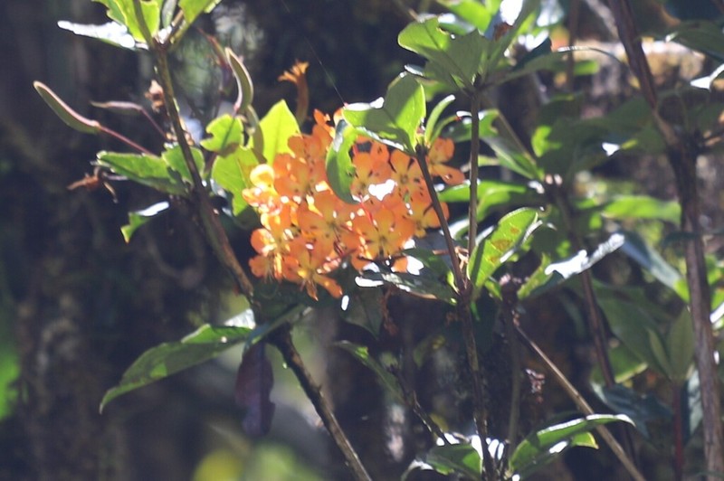 Rhododendron macgregoriae photo 5