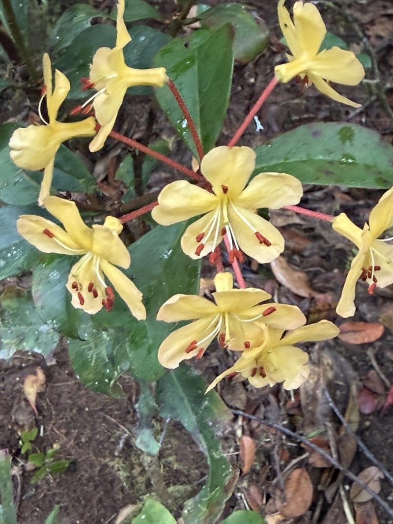 Rhododendron macgregoriae photo 6