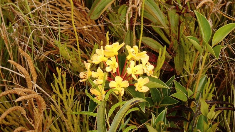 Rhododendron macgregoriae photo 7