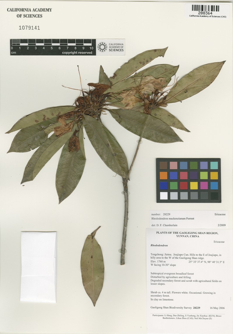Rhododendron mackenzianum