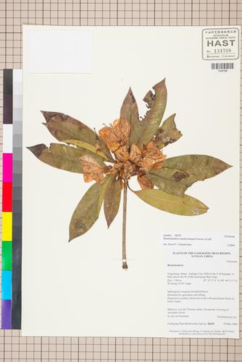 Rhododendron mackenzianum photo 2