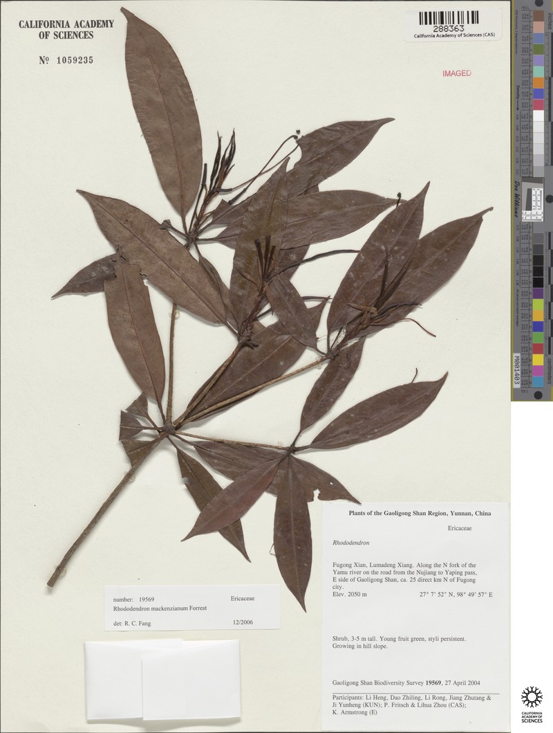 Rhododendron mackenzianum photo 4