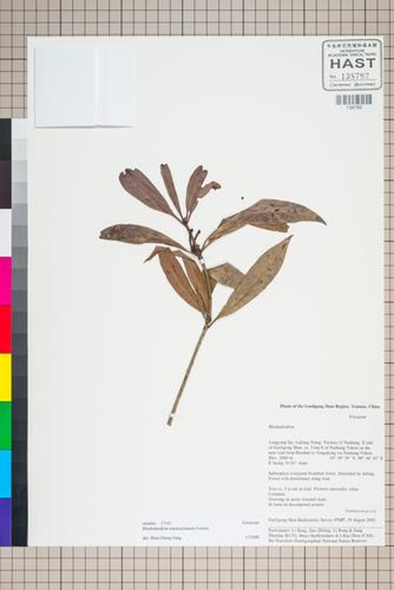 Rhododendron mackenzianum photo 6