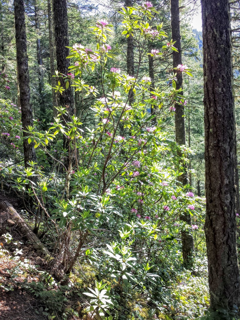 Pacific Rhododendron photo 2