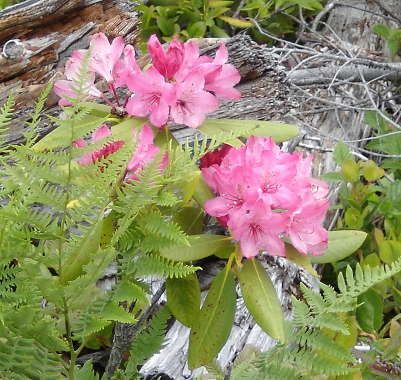Pacific Rhododendron photo 3