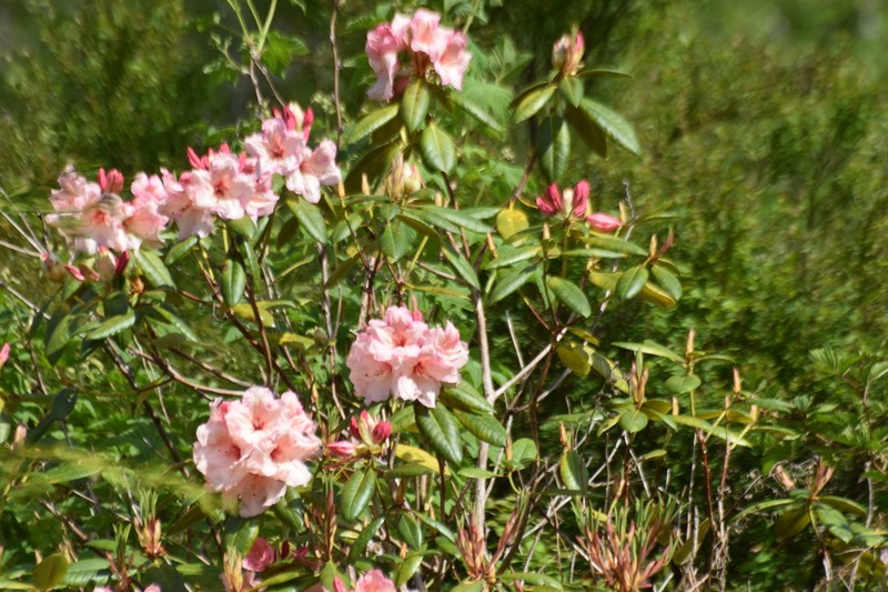 Pacific Rhododendron photo 3