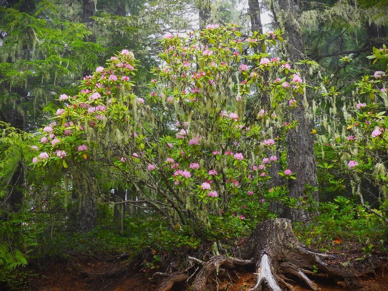 Pacific Rhododendron photo 4
