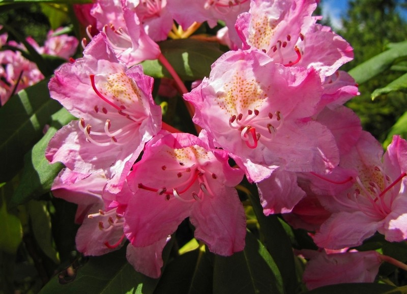 Pacific Rhododendron photo 5