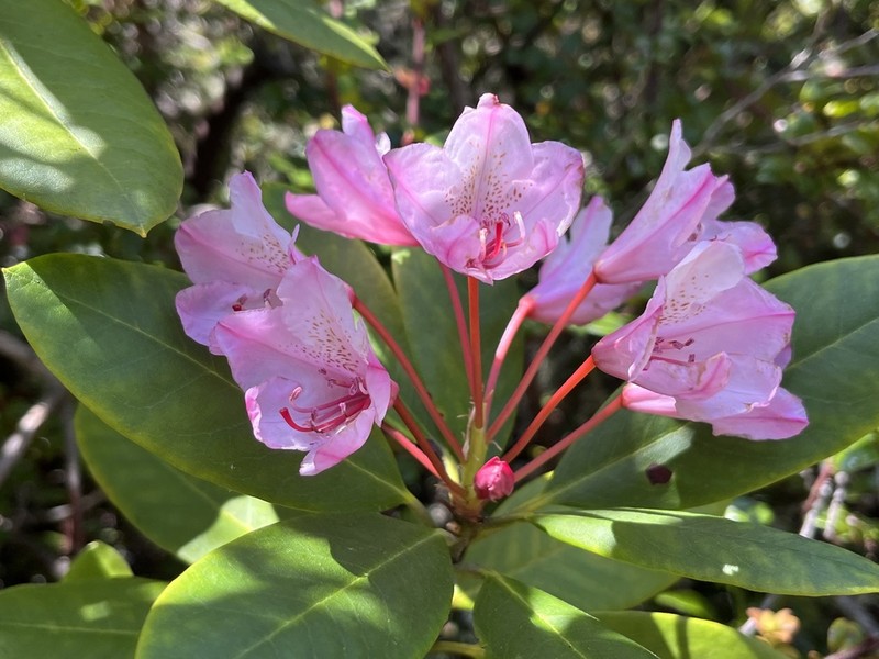 Pacific Rhododendron photo 6