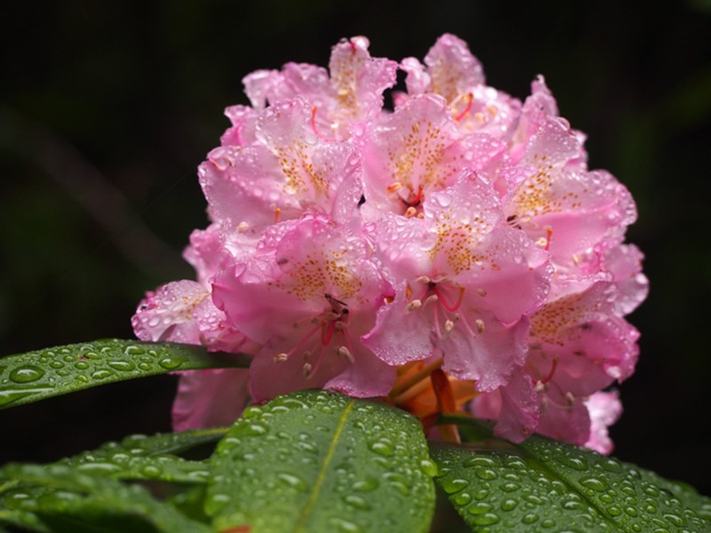 Pacific Rhododendron photo 7