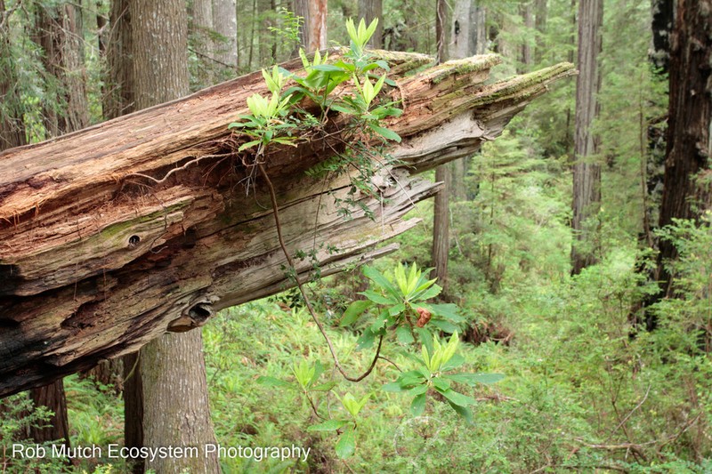 Pacific Rhododendron photo 8