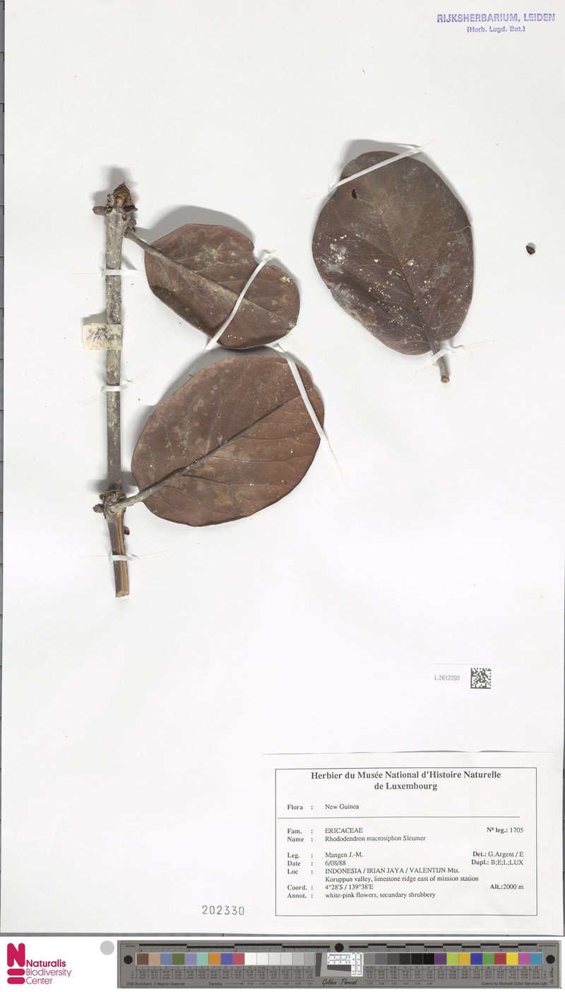 Rhododendron macrosiphon