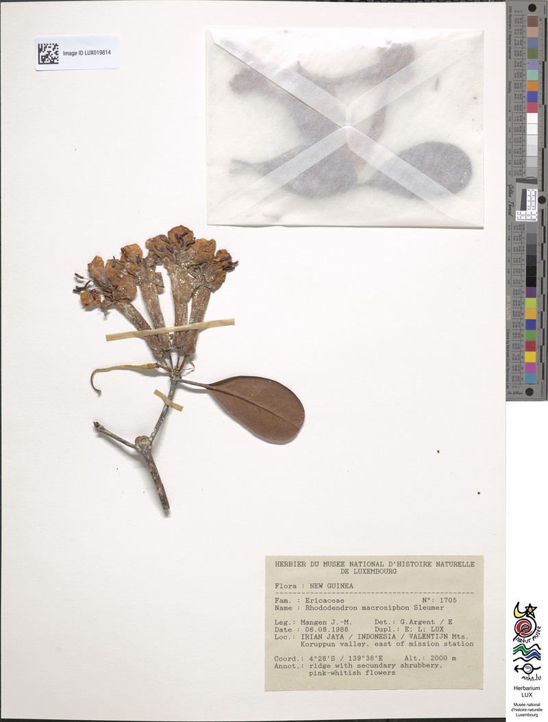 Rhododendron macrosiphon photo 2