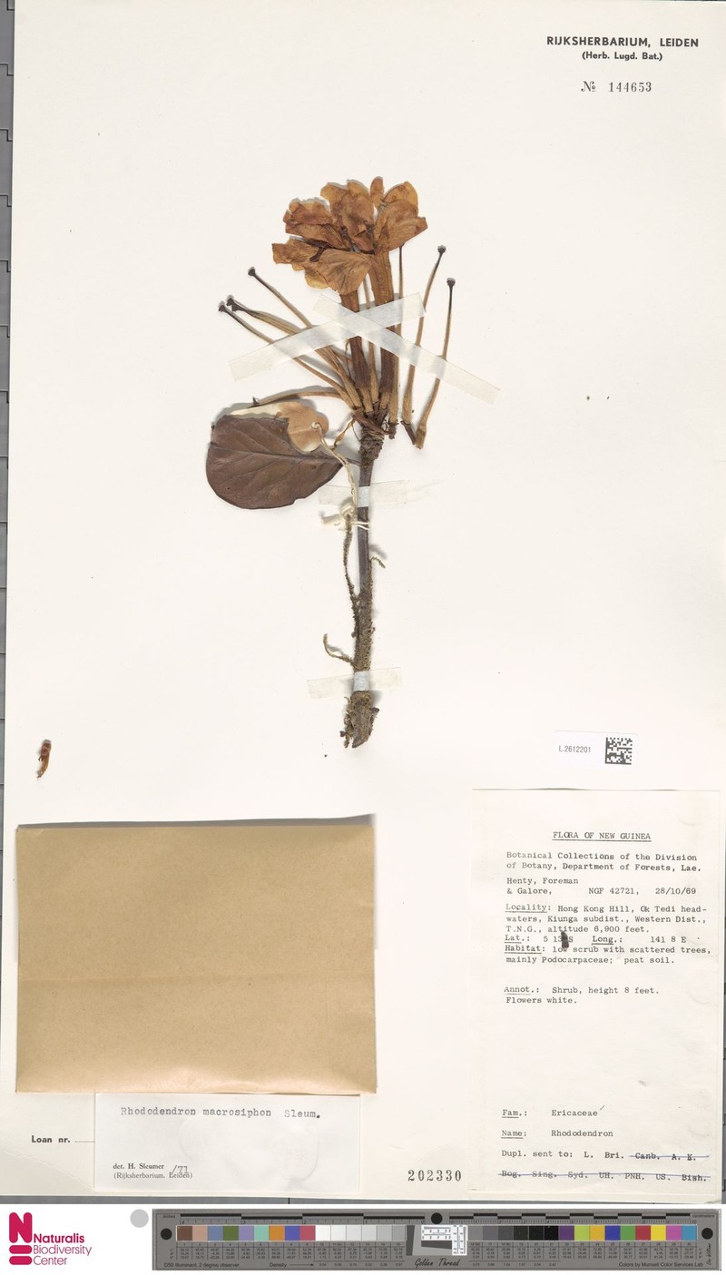 Rhododendron macrosiphon photo 3