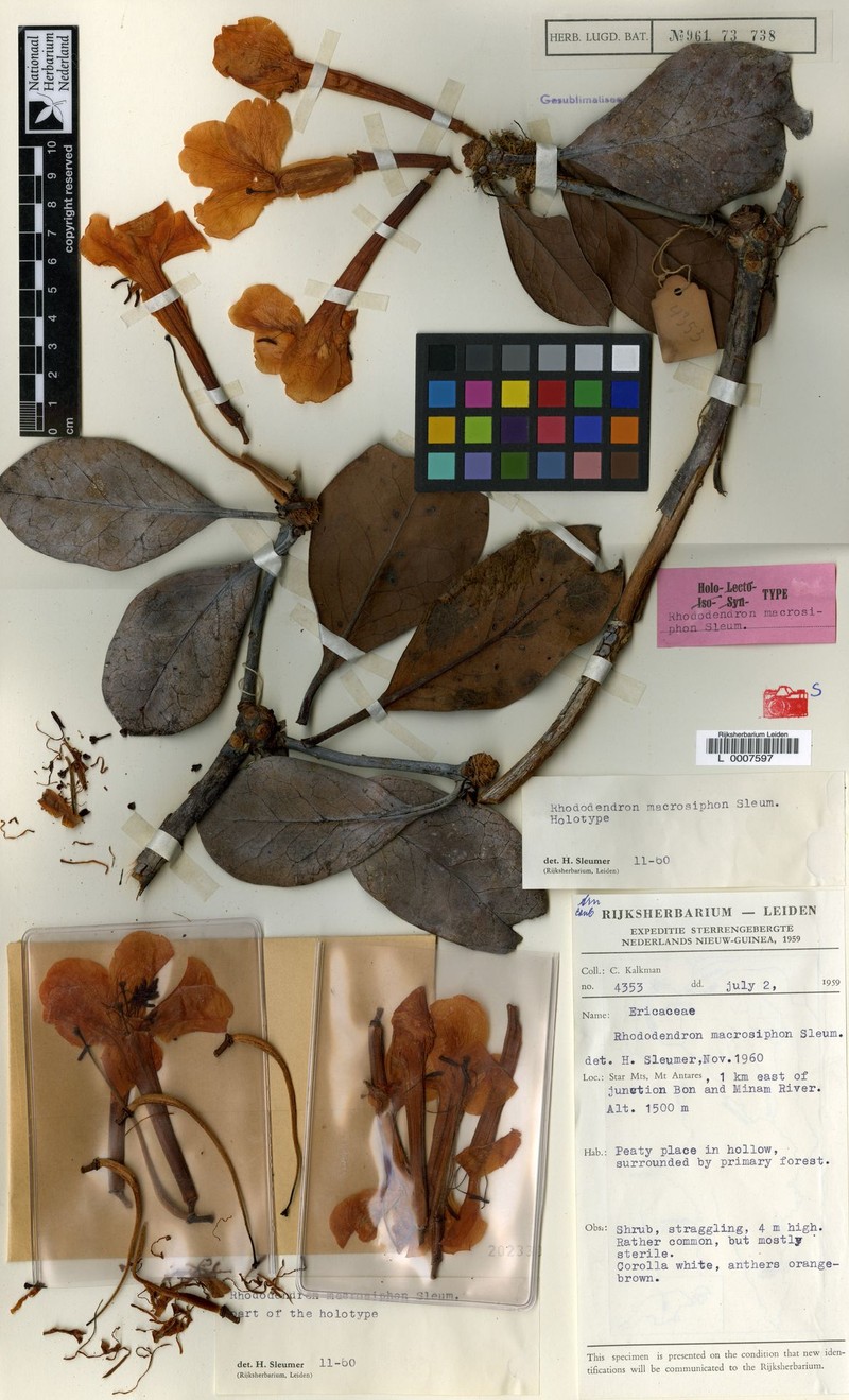 Rhododendron macrosiphon photo 4