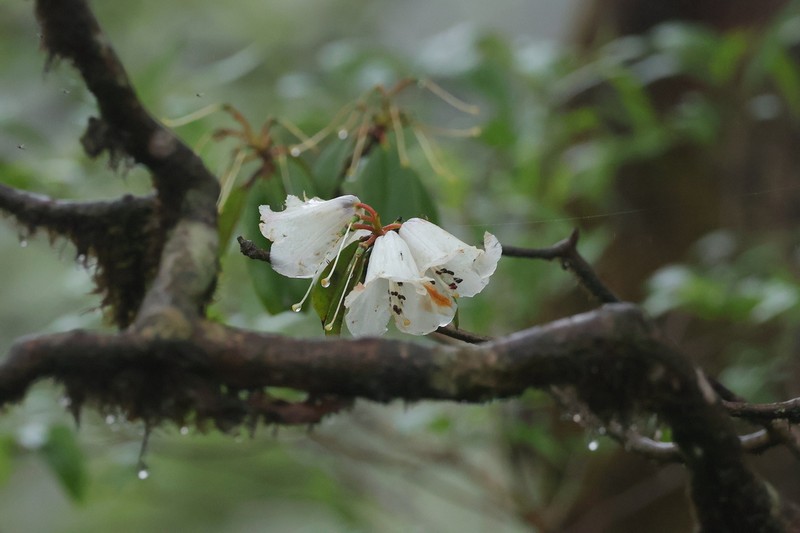 Rhododendron maculiferum