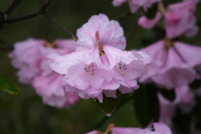 Rhododendron maculiferum photo 2