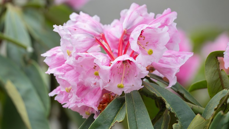 Rhododendron maculiferum photo 3