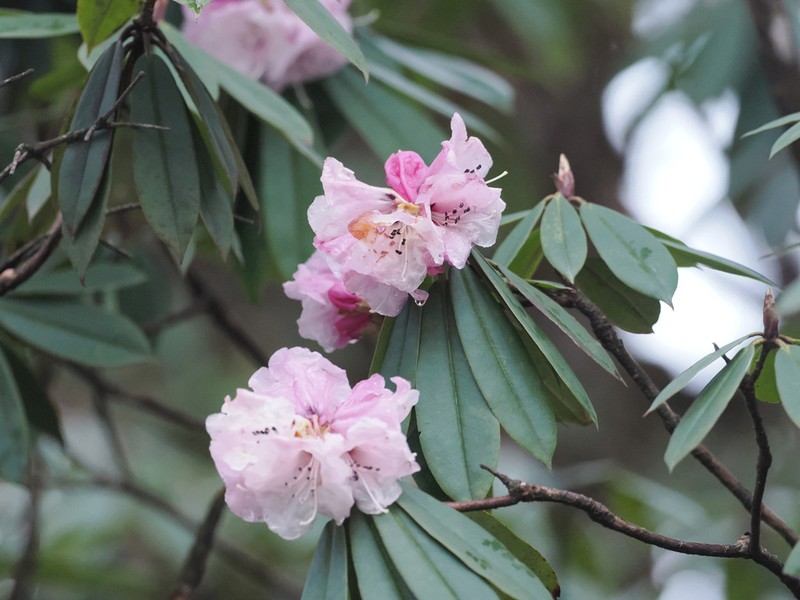 Rhododendron maculiferum photo 4