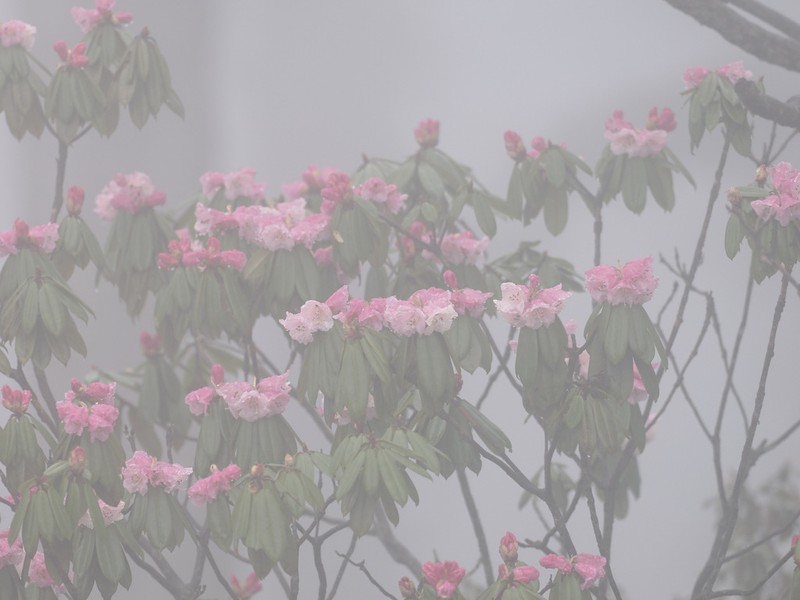 Rhododendron maculiferum photo 5