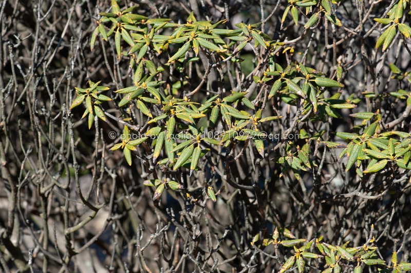 Rhododendron maculiferum photo 6