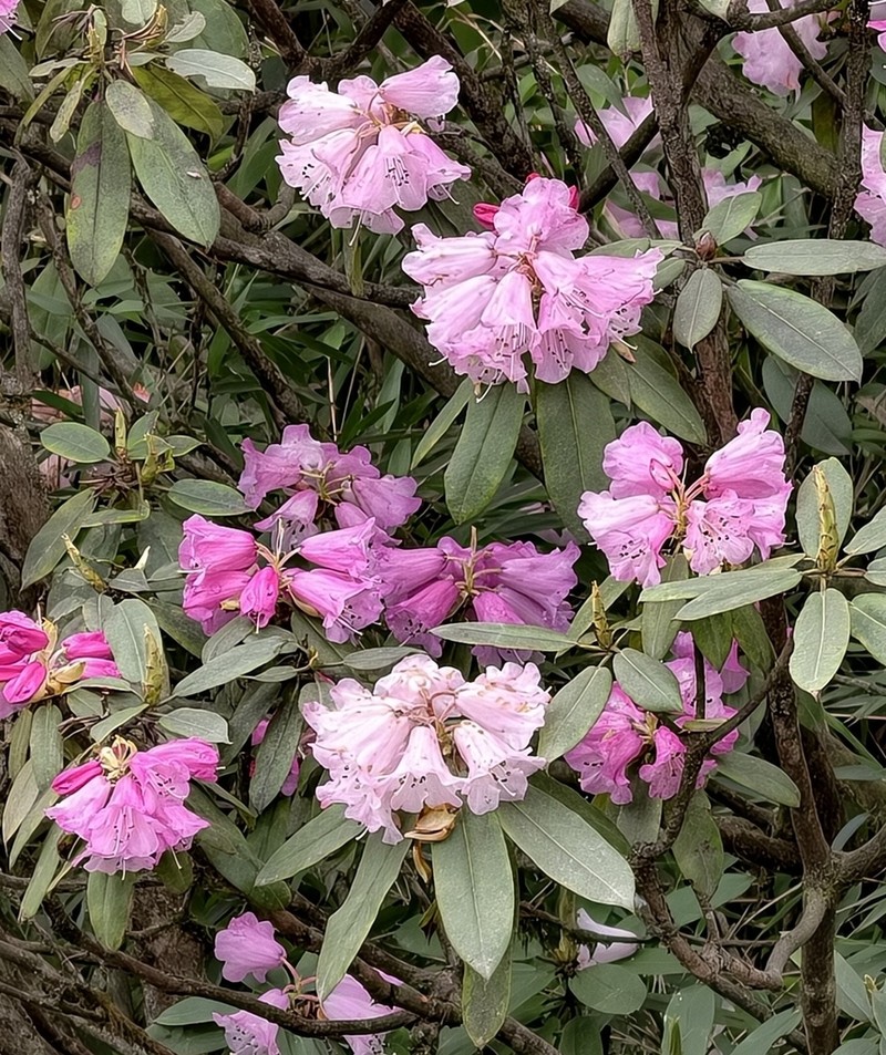 Rhododendron maculiferum photo 7