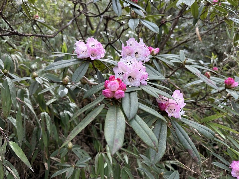 Rhododendron maculiferum photo 8