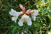 Rhododendron maddenii