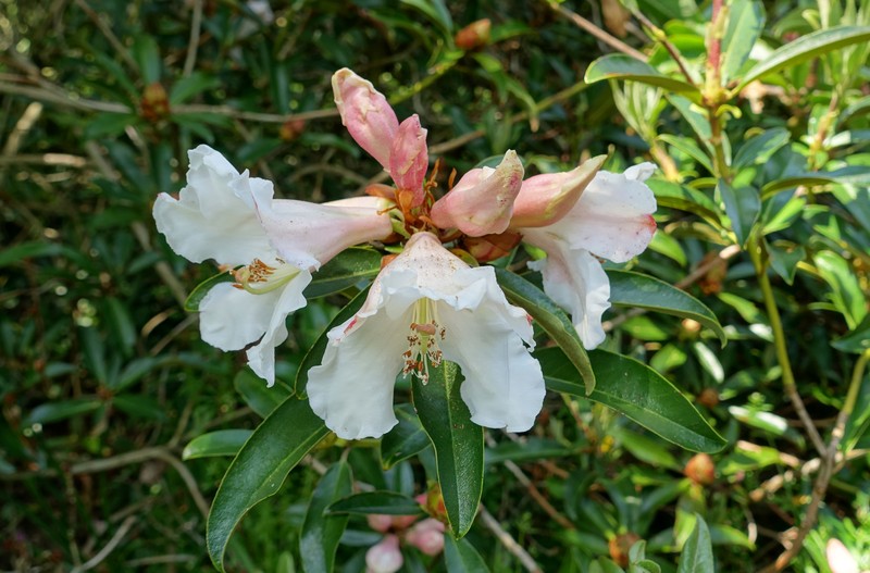 Rhododendron maddenii