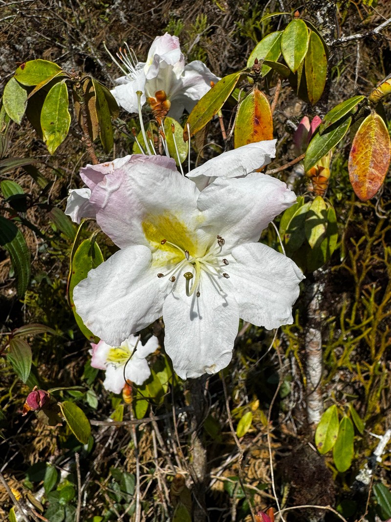 Rhododendron maddenii photo 2