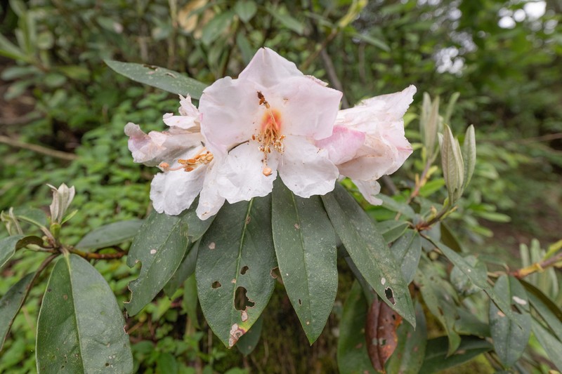 Rhododendron maddenii photo 3