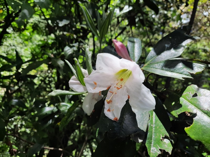 Rhododendron maddenii photo 4