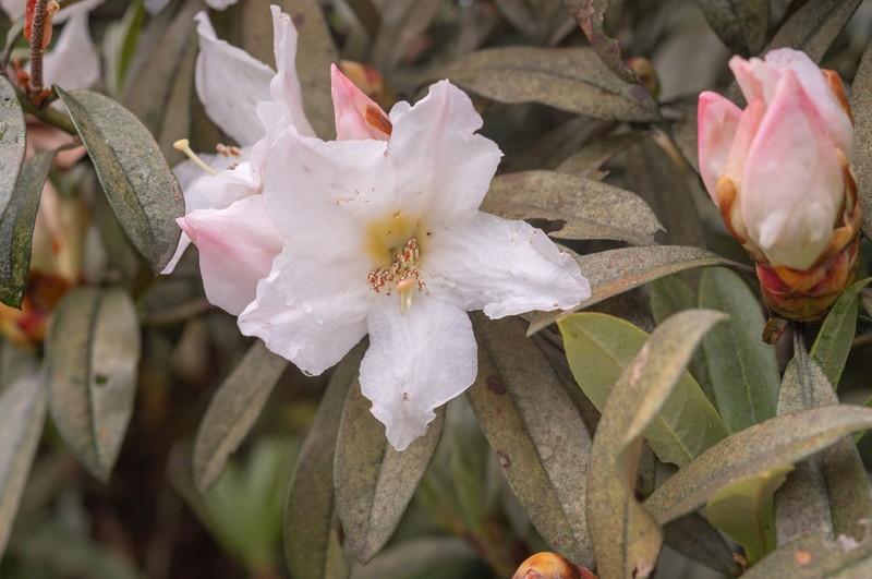 Rhododendron maddenii photo 5