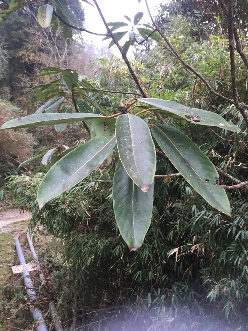 Rhododendron maddenii photo 6