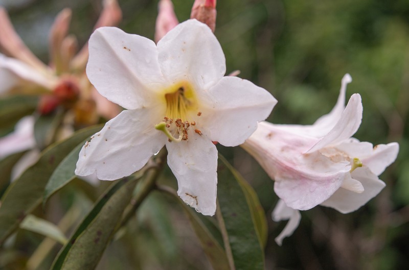 Rhododendron maddenii photo 7