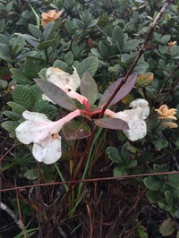Rhododendron madulidii