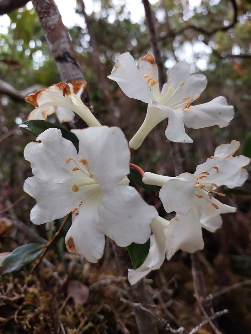 Rhododendron madulidii photo 2