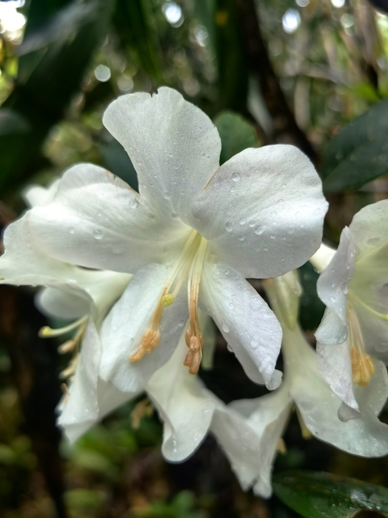 Rhododendron madulidii photo 3